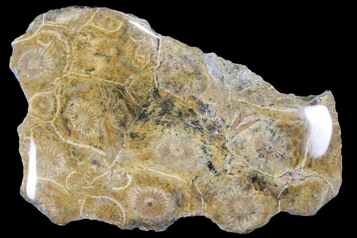 Polished Fossil Coral (Actinocyathus) - Morocco #84998